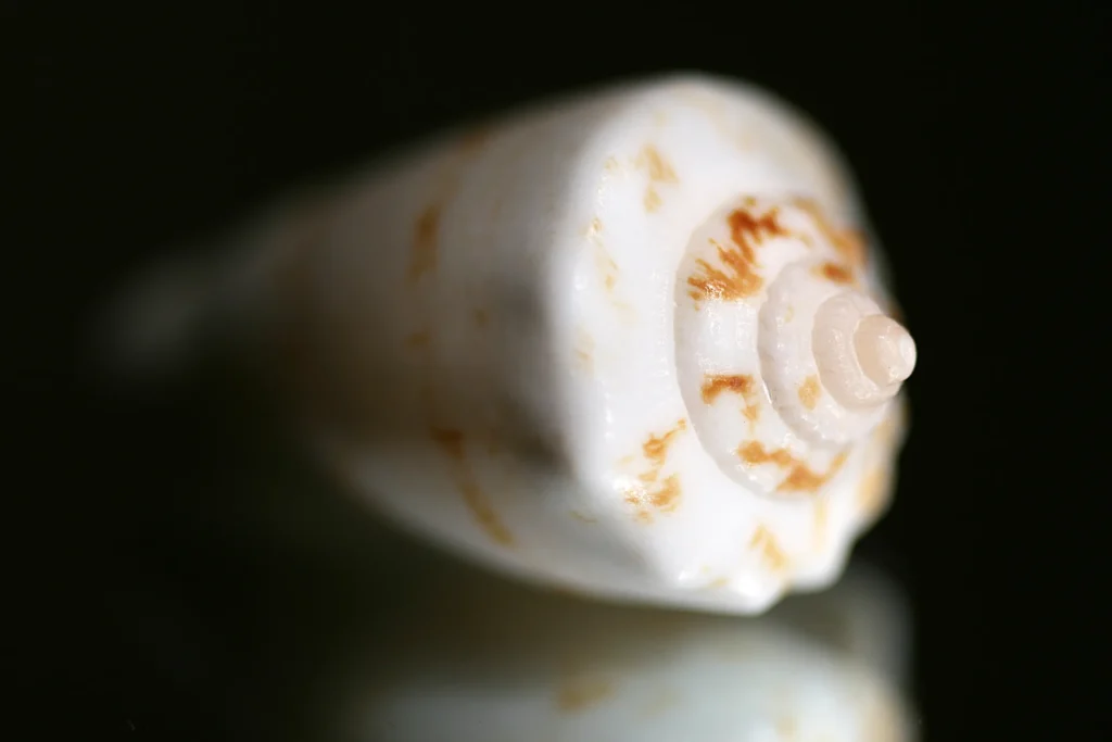 Macro photograph of a spiral seashell on a black background
